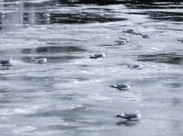 В Куршском заливе спасли группу рыбаков на оторвавшейся льдине