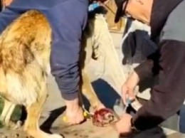 В Благовещенском районе спасли собаку, попавшую в капкан