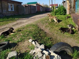 Прыгайте на забор. Барнаульцы жалуются на стаю бродячих собак в частном секторе