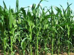 Испытания новых биопрепаратов для сельского хозяйства начались на Кубани