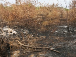 В Саратове горит мусорный полигон