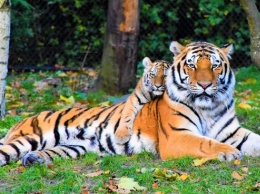Популяция амурского тигра в России растет
