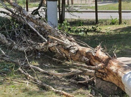 В Ульяновске авариные деревья сносят городские спасатели