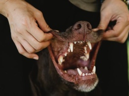 Житель Подмосковья натравил бойцовского пса на женщину