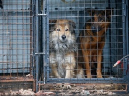 Облвласти выделяют 220 млн рублей на создание приюта для бездомных животных