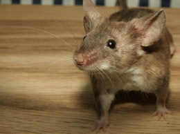 Из-за обилия снега в Саратовской области ожидается рост популяции мышей
