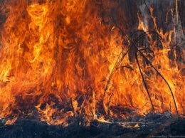 Тушили ведрами: в Калининграде горящая трава подобралась к дачам (видео)