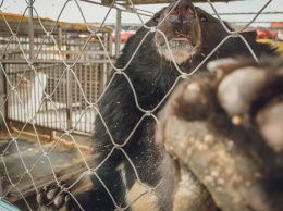 Свердловчане сообщили о ненадлежащем содержании животных на ферме «Бархатные рога»