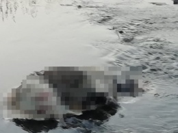 В Краснотурьинске в реке найдены трупы собак с отрубленными лапами и мордами