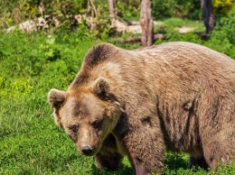 В Алтайском крае засняли перебегающего через трассу медведя