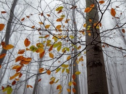 Стало известно, какая будет погода в октябре в Алтайском крае