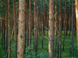 В Славском районе лесничего судят за хищение древесины