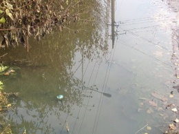 Жители Лахденпохья потребовали у местной власти ликвидировать канализационную реку