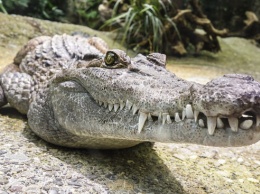 Оседлавшая крокодила девочка спасла подругу от смерти в Зимбабве