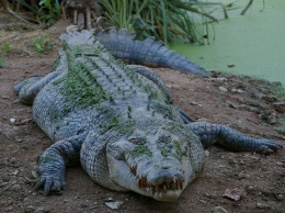 Перепутавший крокодила с бревном охотник госпитализирован в Австралии