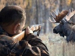 В Карелии осуждены браконьеры, застрелившие трех беременных лосих
