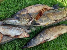 В Карелии могут отметить запрет на вылов рыбы любителями в нерест