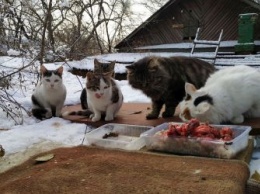Семеро на чердаке: благовещенцы пытаются спасти котов из-под крыши старого дома