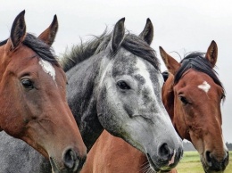 73 лошади без документов хотели пересечь границу на Алтае