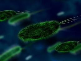 Ученые: Микробы в организме богатого человека более "сильные"