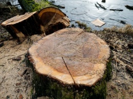В Черняховске лесоруб незаконно уничтожал деревья на территории лесничества