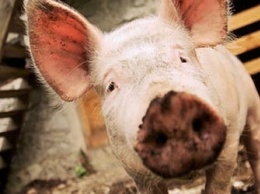 В Приамурье уже месяц нет вспышек африканской чумы свиней