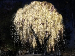 В Белгороде появится дерево со светящимися дредами