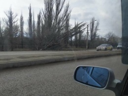В Симферополе упавшее дерево повисло над дорогой, - ФОТО