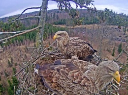 За жизнью орланов-белохвостов смогут наблюдать по веб-камере жители Ульяновска