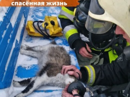 Кошка выжила при пожаре в кемеровской пятиэтажке благодаря реанимации