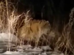 Молодого самца амурского тигра заметили на юге Приамурья