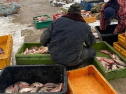 Браконьеру грозит до 2 лет за вылов рыбы в Калининградском заливе (фото)