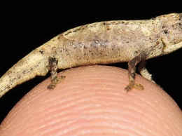 Найдена самая маленькая рептилия на планете