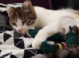 Кошка, спасенная из «ледяного плена» в Приамурье, стала домашней