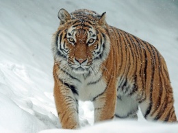 Тигр насмерть загрыз работника украинского зоопарка