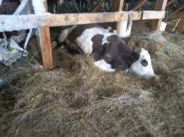 На частной ферме в Приамурье умирают от истощения коровы