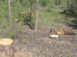 Жители алтайского села осуждены за незаконную рубку сосен