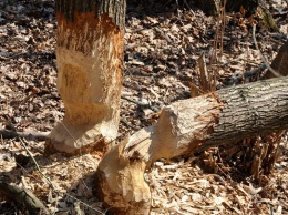 Черные лесорубы в Алтайском крае спилили деревья почти на 360 тысяч рублей