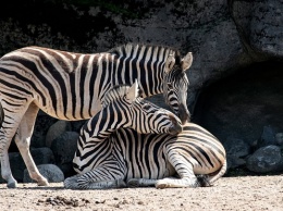 В зоопарке Барнаула скоро появится зебра