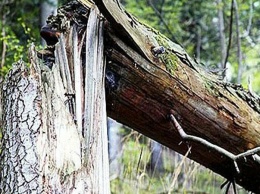 В Симферополе дерево оборвало провода и упало на дорогу
