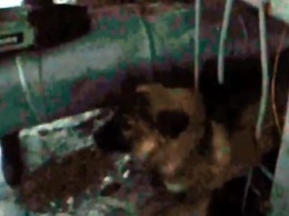 Благовещенские спасатели вытащили застрявшего щенка из решетки