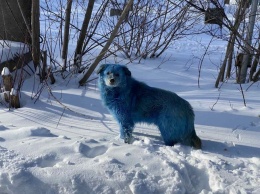 Голубые собаки появились на территории химического предприятия в Дзержинске