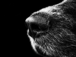 Уголовное дело о смертельных нападениях бродячих собак впервые в России дошло до суда