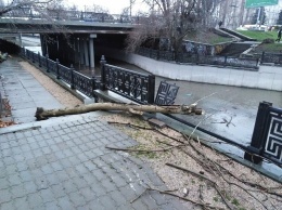 В Симферополе упавшее дерево разбило ограждение набережной Салгира, - ФОТО