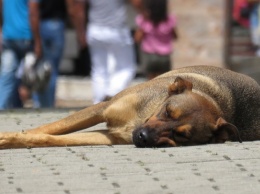 Жители алтайских сел жалуются на свободно гуляющих собак