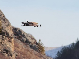 В Тигирекском заповеднике стали встречаться редкие орланы-белохвосты