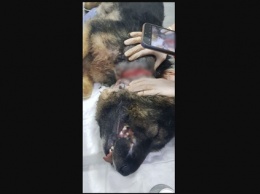 "В адовом состоянии": кузбасские волонтеры нашли пса без губы и с тросом на шее