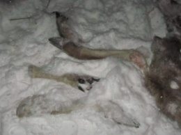 На Алтае задержана браконьерская семья, убившая косуль на полмиллиона рублей