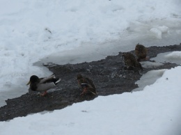 Дикие утки оказались на грани гибели из-за морозов в Ярославле