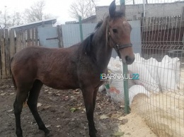 В Барнауле разгорелся скандал из-за лошади, умершей в приюте «Ласка»